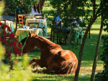 mandra edera-hotel-sardinie