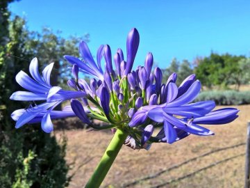 tuin - arcamyrtus - sardinie (1).jpg
