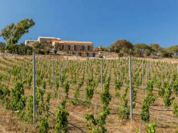 agriturismo sardinie - tenuta petra bianca - sardinia4all (6).png