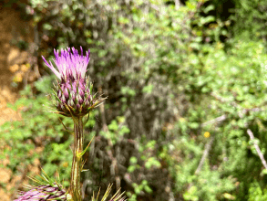 Riu Alinu - Herrlicher Wasserfall im Dschungel von Is Cannoneris