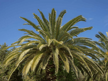 casa ibisco met zwembad in orosei - sardinie (10).png