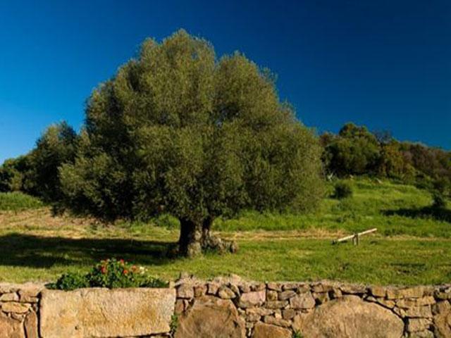 Eeuwen oude olijf op het landgoed van Genna e Corte - Sardinie