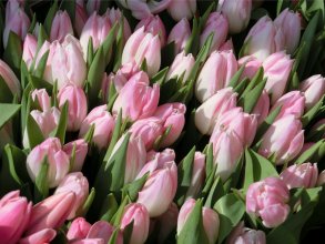 tulpe (canvas)