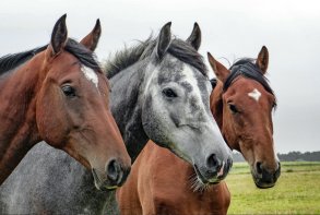 Paarden (Canvas)