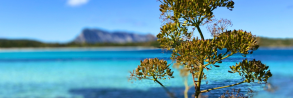 Sardinien im Mai – blühende Natur, ruhige Strände und erste Badetage