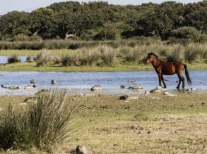 Frühsommer auf Sardinien - Sardinia4all