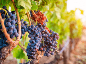 Winter auf Sardinien