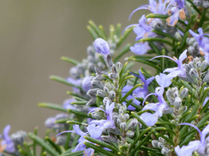 Winter auf Sardinien