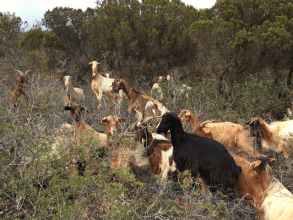 Wanderung in Süd-Sardinien von Chia über Capospartivento nach Cala Ferraglione