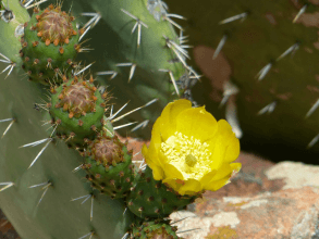 Wandern am Monte Ferru an der Costa Rei