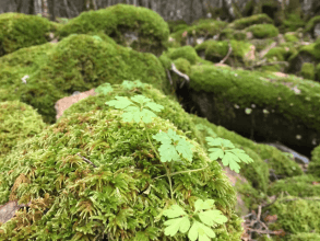Trekkingtour zum Wasserfall von Piscina Irgas bei Villacidro