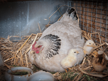 Cantos e Sonos (23).png