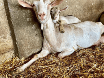 Domus de Goene (2).png