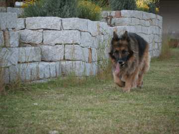 Cantos e Sonos (21).png