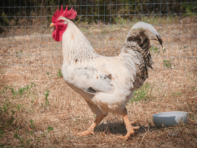 Cantos e Sonos (22).png