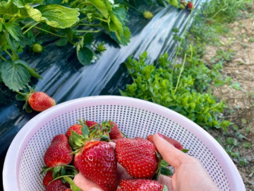 Domus de Goene (30).png