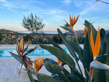 Domus de Goene (29).png