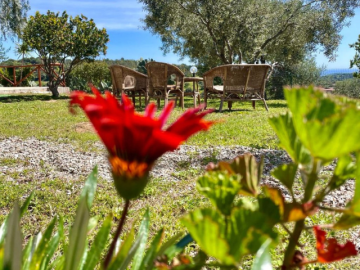 Domus de Goene (11).png