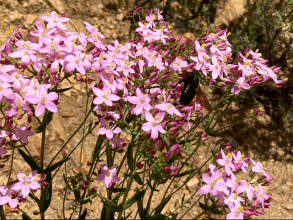 Riu Alinu - Herrlicher Wasserfall im Dschungel von Is Cannoneris