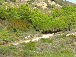 Wandern von Capo Comino nach Berchida - Nordost-Sardinien
